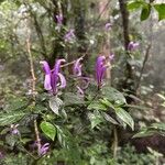 Poikilacanthus macranthus Flower