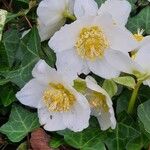 Helleborus niger Flower