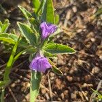 Ruellia prostrata Flower