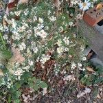 Tripolium pannonicum Цветок
