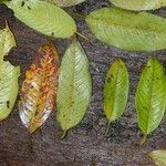 Freziera grisebachii Leaf