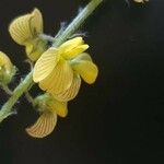 Crotalaria chrysochlora Virág