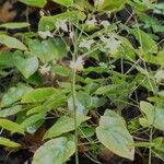 Epimedium alpinumBlomst