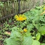 Inula heleniumЦветок