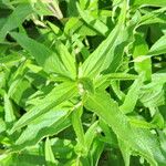 Phlomis herba-venti Leaf