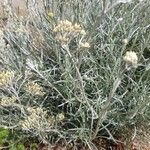 Helichrysum italicum Blatt