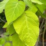 Solanum abutiloides Leaf