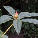 Rhododendron nuttallii Hoja