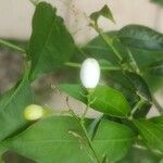 Cestrum nocturnum Fruit