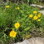 Potentilla aurea Облик