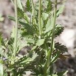 Lavandula minutolii Habit