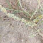 Atriplex tatarica Flor