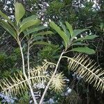 Virotia neurophylla عادت داشتن