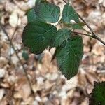 Rubus macrophyllus Blad