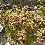 Saxifraga cuneata Habit