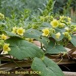 Bryonia verrucosa Hábito