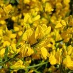 Genista lydia Lorea