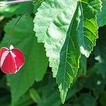 Abutilon megapotamicum Hoja