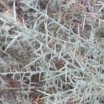 Stauracanthus genistoides Blatt