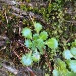 Saxifraga spathularis Blatt