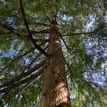 Torreya californica Hábitos