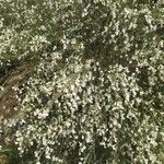 Cytisus multiflorus Flower