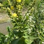 Verbascum densiflorum Hoja