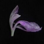 Roscoea purpurea Агульны выгляд