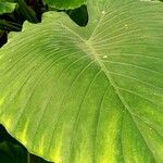 Colocasia esculenta Blatt