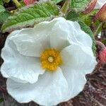 Cistus populifolius Fula