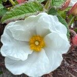 Cistus populifolius Flower