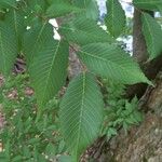 Zelkova serrata Folha