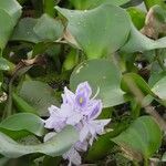 Pontederia crassipes Цвят