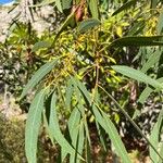 Eucalyptus leucoxylon Blad