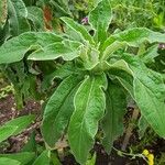 Helichrysum foetidum Blatt