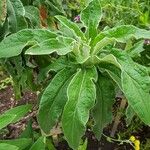 Helichrysum foetidum ഇല