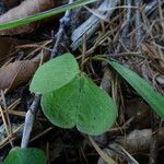 Oxalis acetosella Blad