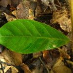 Landolphia owariensis Hostoa