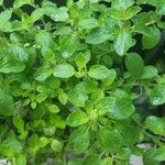 Origanum majorana Blad