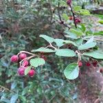 Cotoneaster fangianus Fruit