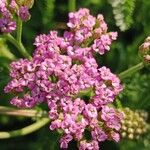 Achillea distans Blüte