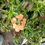 Crossandra infundibuliformis Blüte