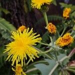 Sonchus canariensis Blüte