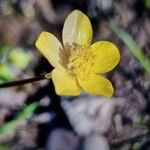 Ranunculus sardous Kukka