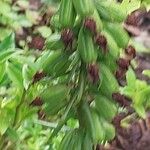 Sarcococca ruscifolia Blad