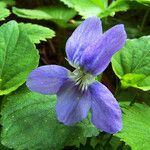 Viola riviniana Цветок
