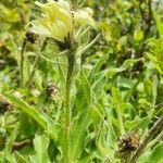 Hieracium berardianum Цвят