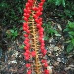 Norantea guianensis Fruct