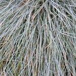 Festuca glauca Feuille