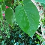 Syringa reticulata Leaf